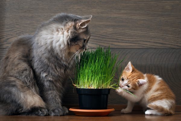 Cat-Grass