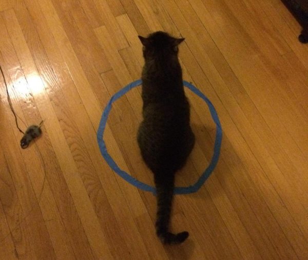 Cat-circle-2