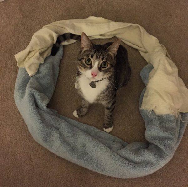 Cat-circle-3