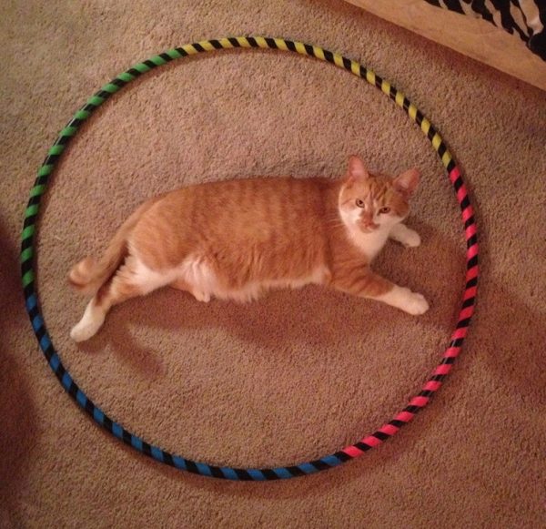 Orange-Tabby-in-Hoop
