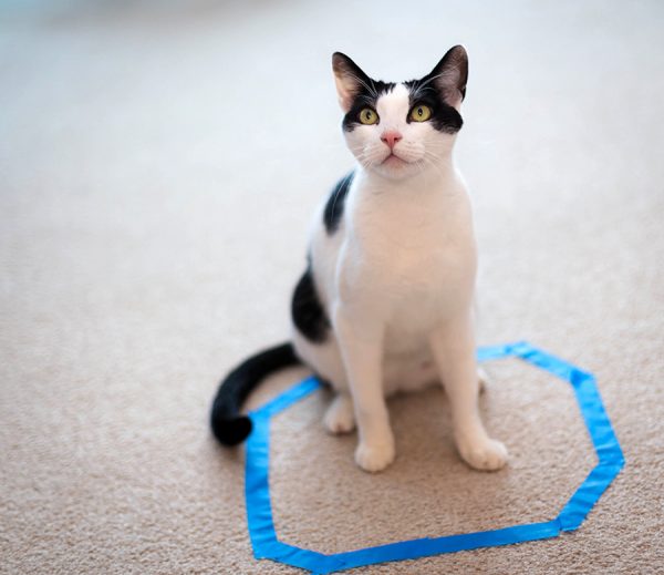 The-cat-circle-trapped-Harley1