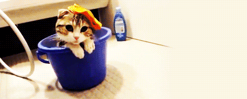 cute-cat-kitten-tub