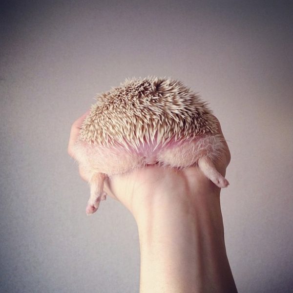 cutest-hedgehog-ever-19