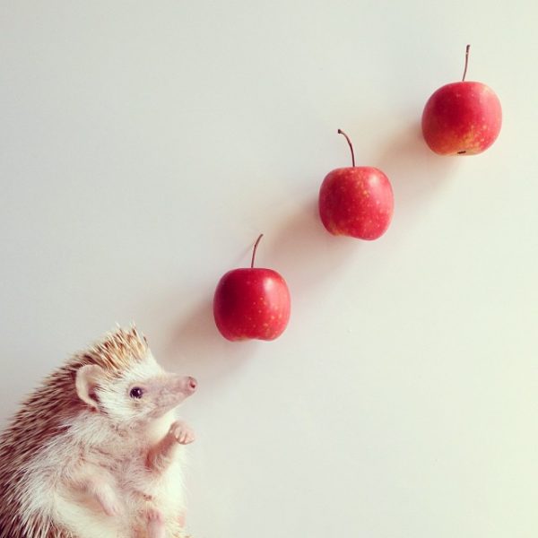 cutest-hedgehog-ever-2