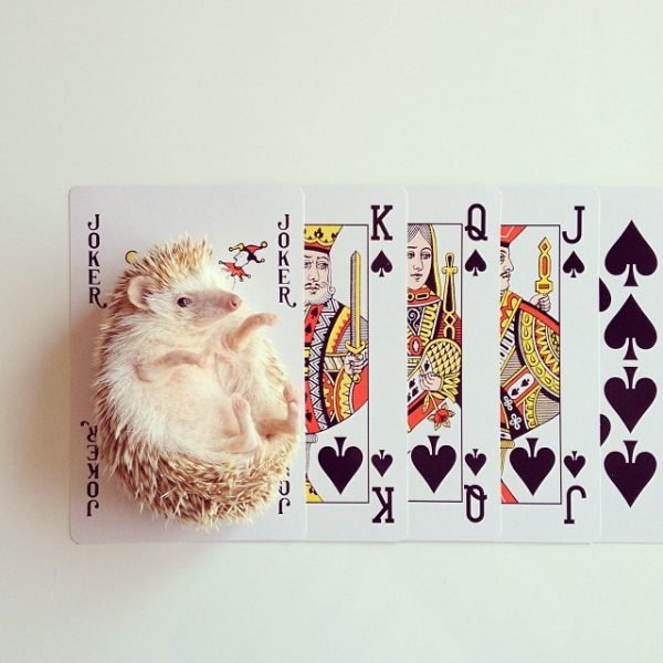 cutest-hedgehog-ever-4
