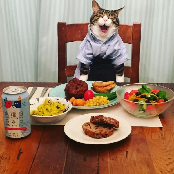 dining-with-dressed-cat-maro-japan-12-58f46ad625211__700