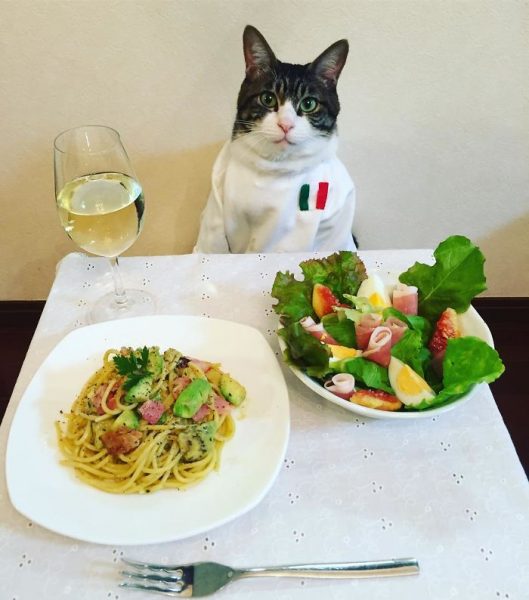 dining-with-dressed-cat-maro-japan-30-58f46afa12a6a__700