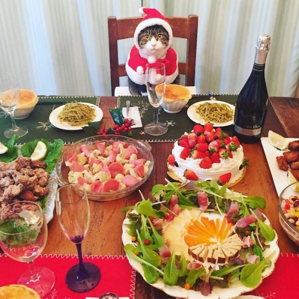 dining-with-dressed-cat-maro-japan-35-58f46b07377e9__700