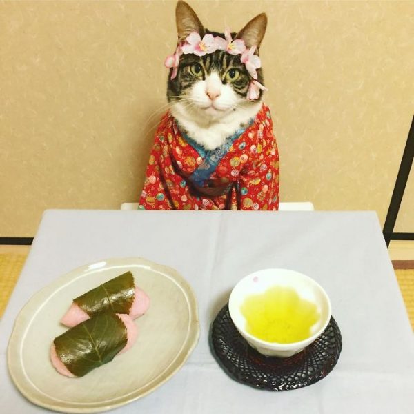 dining-with-dressed-cat-maro-japan-48-58f46b258b879__700
