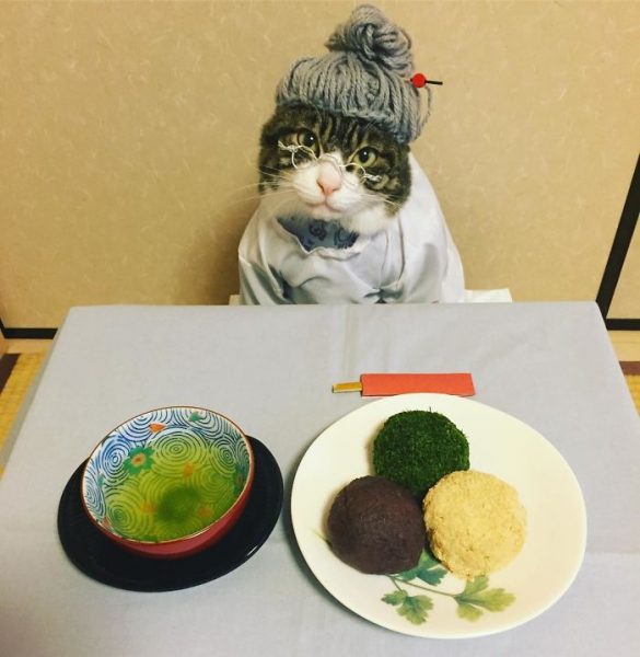 dining-with-dressed-cat-maro-japan-52-58f46b2d020d8__700
