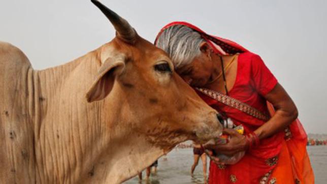 india-cows-1-web