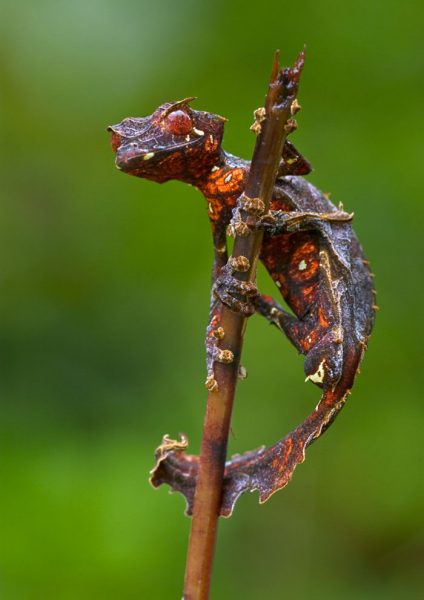 metal-animal-5-58f8b6805186e__700