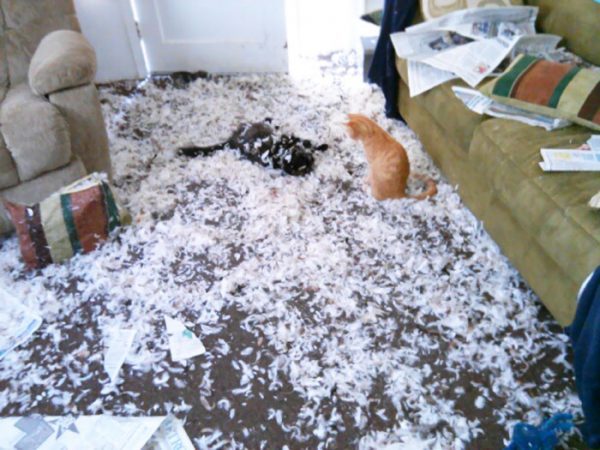 share-the-mess-your-pets-made-when-you-left-them-alone-100-58e63924d9e51__700