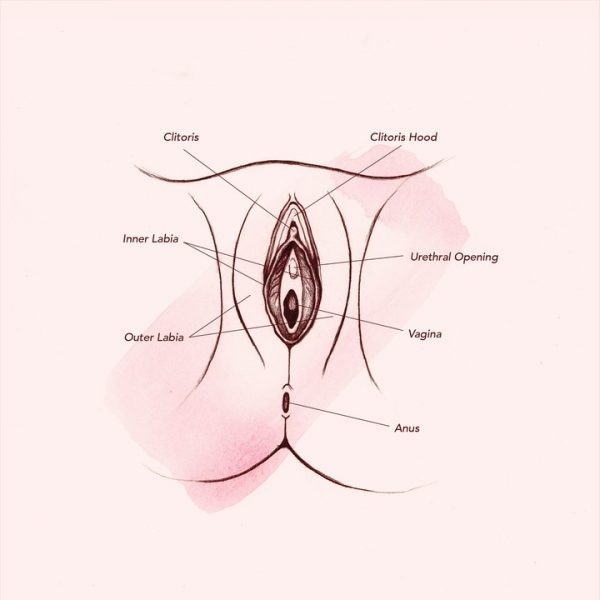 vagina-anatomy-outer