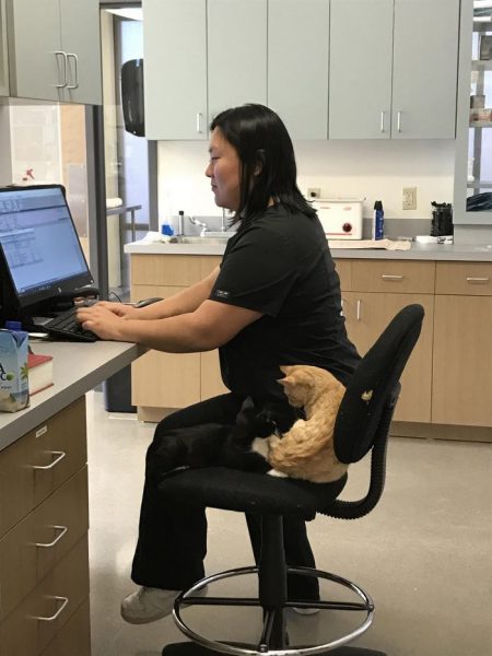 vet-office-cat-calms-patients-ron-4