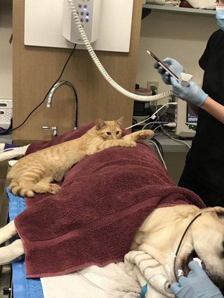 vet-office-cat-calms-patients-ron-7