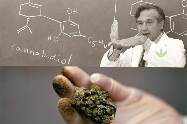 12-reasons-israel-leader-cannabis-research-development-1