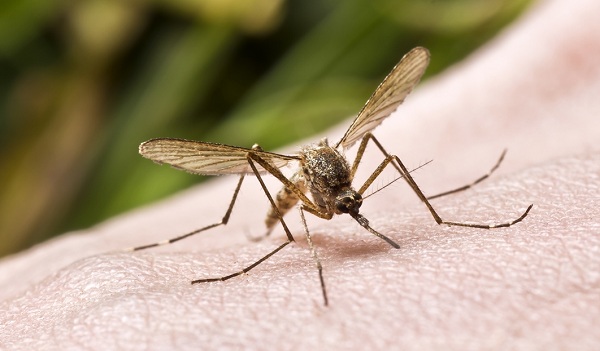 13mosquito-1