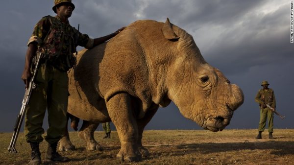 150416123738-white-rhino-1-exlarge-169