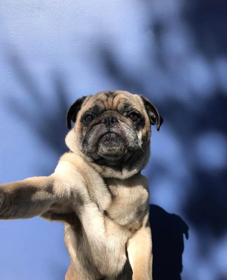 köpek balığı tdk