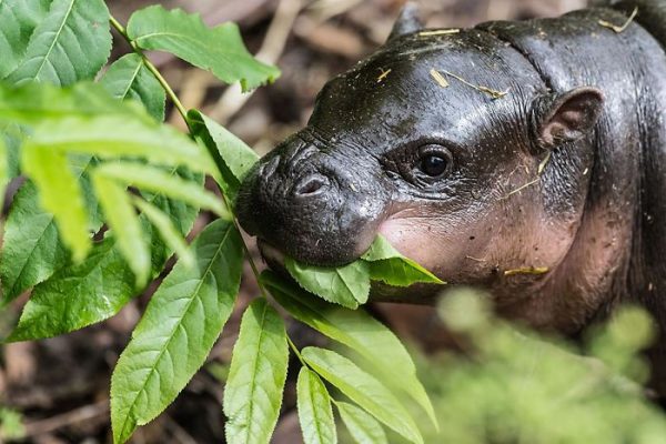 2015-Pygmy-Hippo-FEAT-5908561a1a6a1__700
