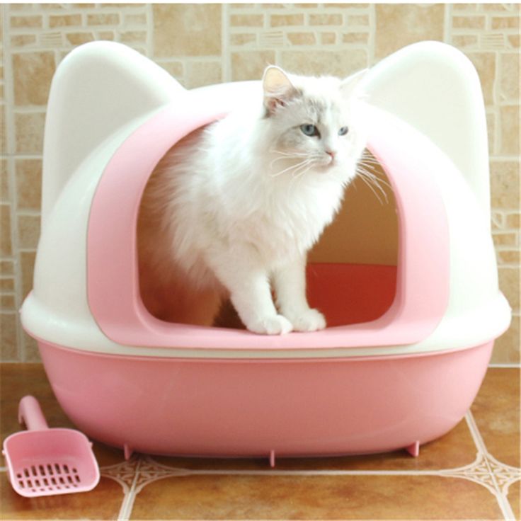 Kedilerin Kumuna Yapmamasının 6 Muhtemel Sebebi ve Kedi Tuvalet Eğitimi