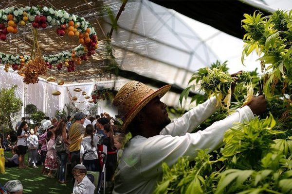 4-reasons-israel-leader-cannabis-research-development-4