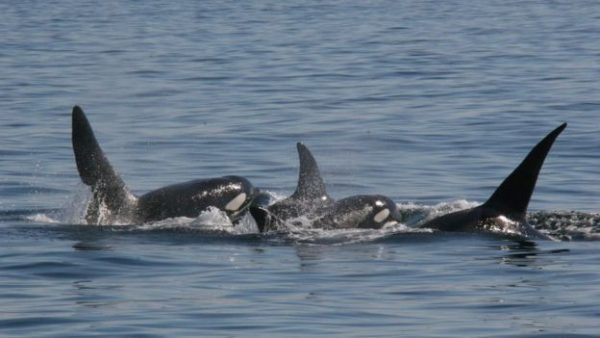 _95819782_johncoe-001moneypenny-007puffin-009andaquarius-008l-r_hwdt_14.9.09
