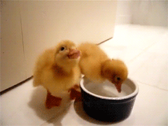 Little-baby-duck