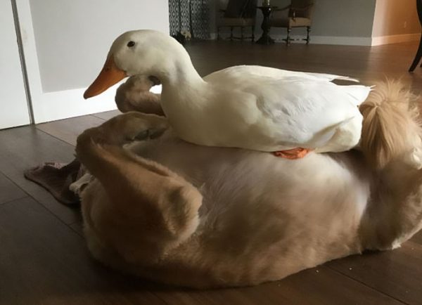 animal-friends-dog-barclay-pekin-duck-rudy-11