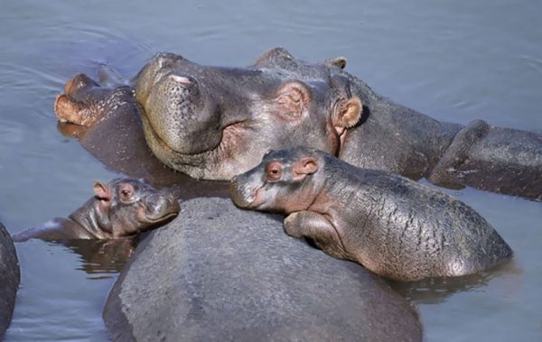 cute-baby-hippos-134-59086cdb9f63f__700