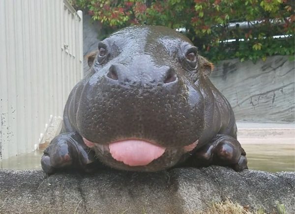 cute-baby-hippos-146-59087db487972__700