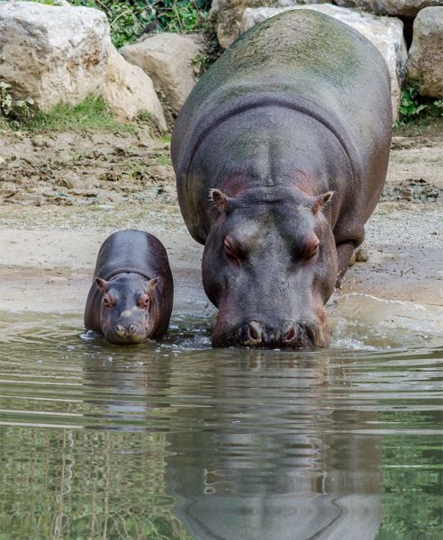 cute-baby-hippos-149-5908860cd5620__700