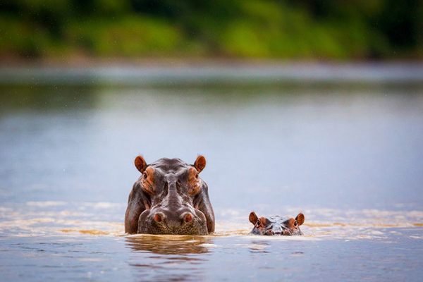 cute-baby-hippos-150-590883bb78114__700