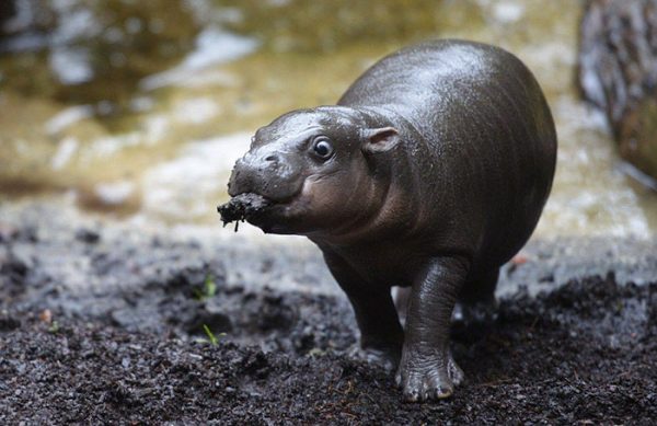 cute-baby-hippos-152-590887a174581__700
