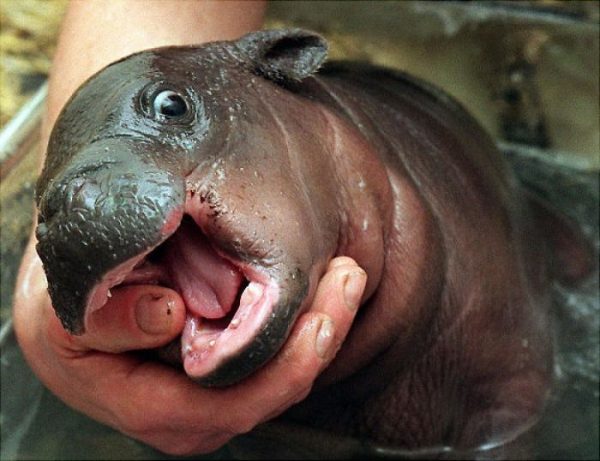 cute-baby-hippos-4-59082b36dcfc2__700