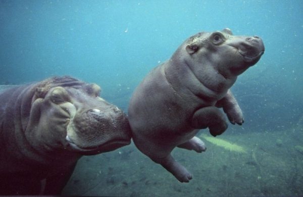 cute-baby-hippos-5-59082bb4c5e0b__700