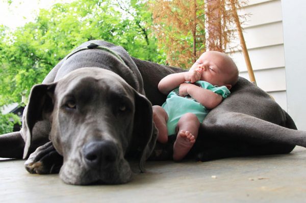 cute-big-dogs-and-babies-12