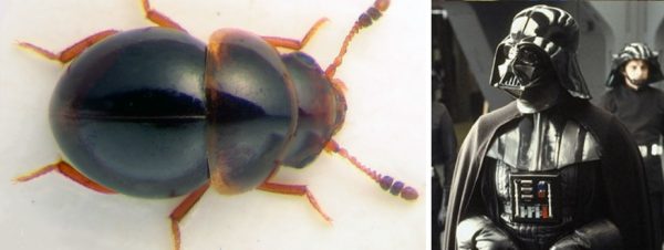 darth-vader-beetle-comparison