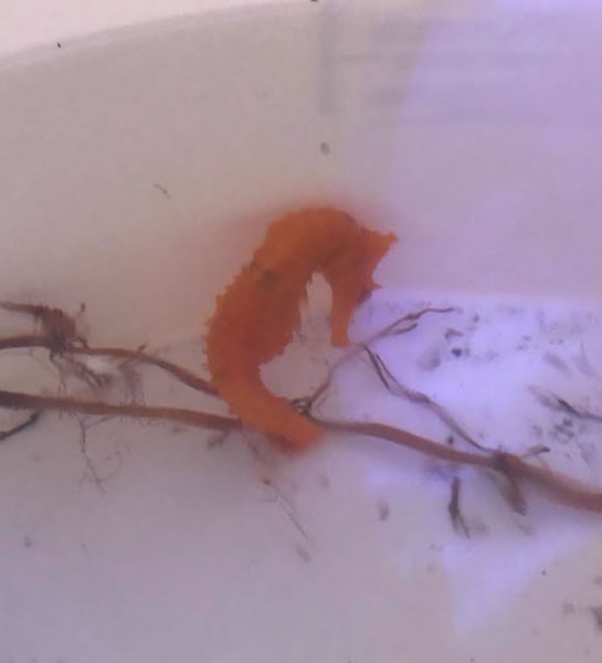 denizati_cheeto (4)