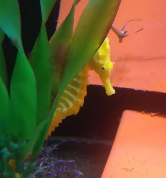 denizati_cheeto (6)