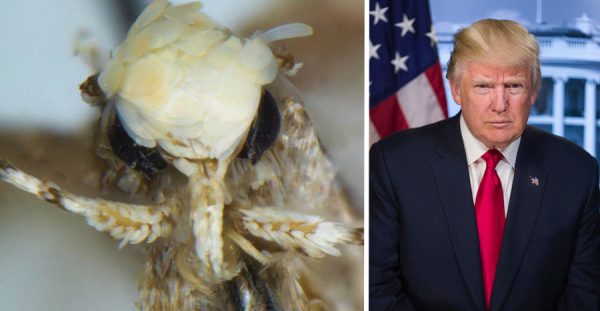 donald-trump-moth-comparison