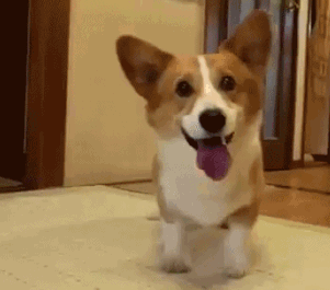 giphy (2)