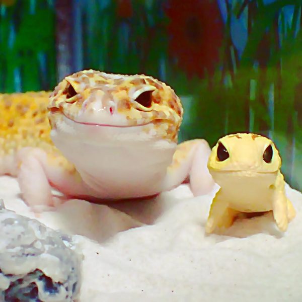 gulengecko1 (1)
