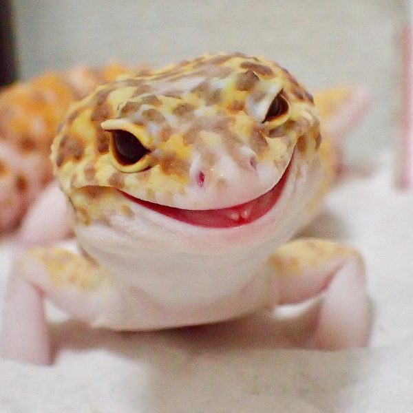 gulengecko1 (11)