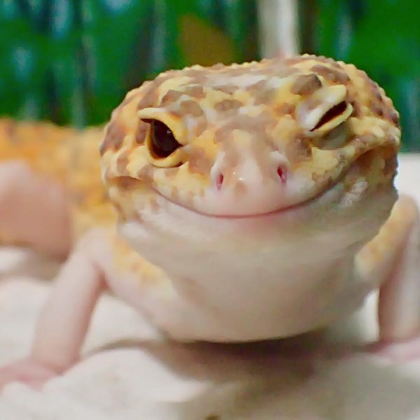 gulengecko1 (12)
