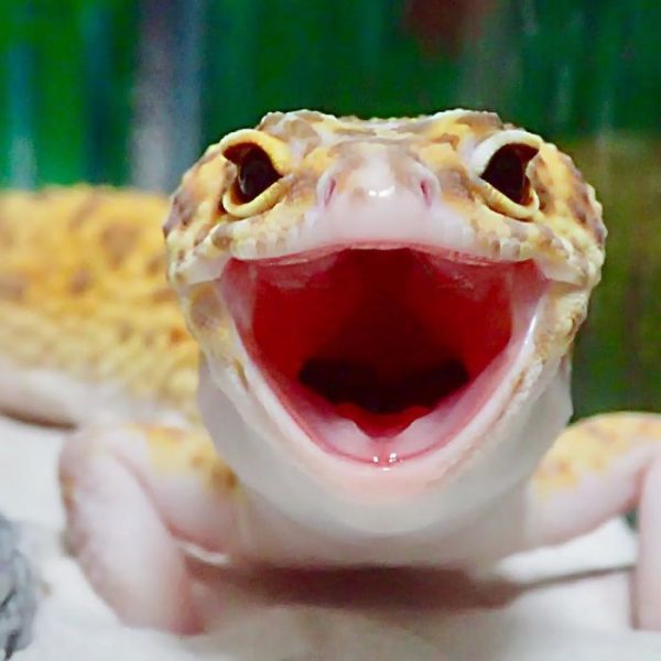 gulengecko1 (17)