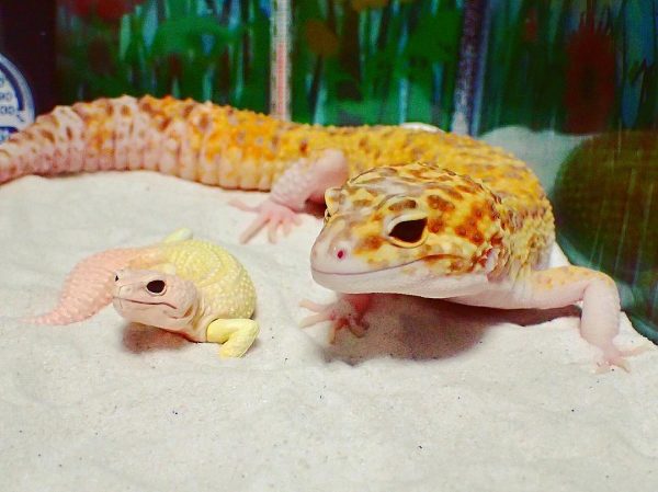gulengecko1 (4)