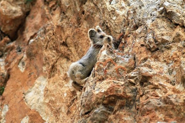 ili_pika_tavsan (4)