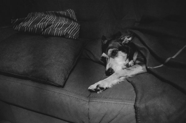 köpek lilly13